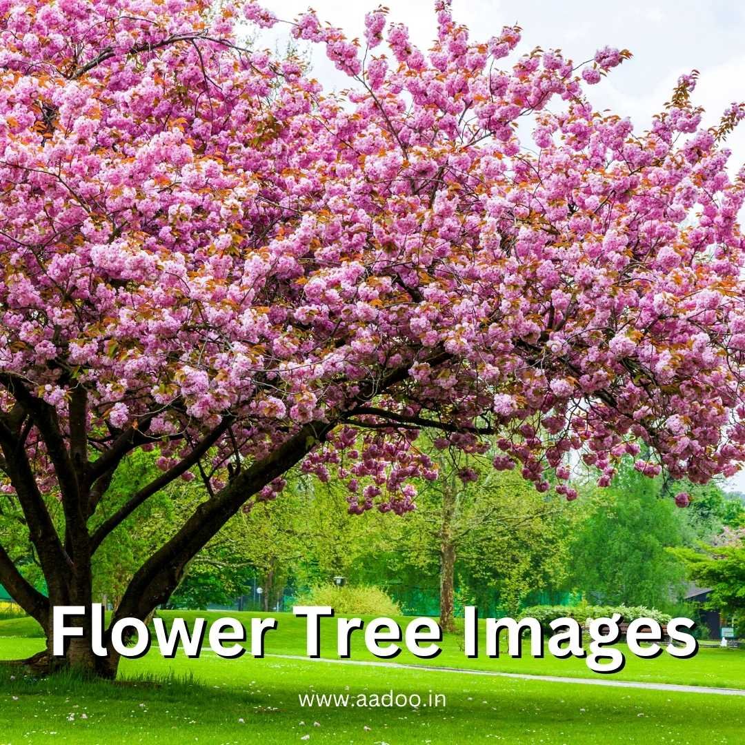 Flower Tree Images 77 Flower Tree Images,Flower Tree Images HD,Flower Tree,Tree flower images